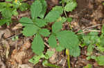 Beaked agrimony